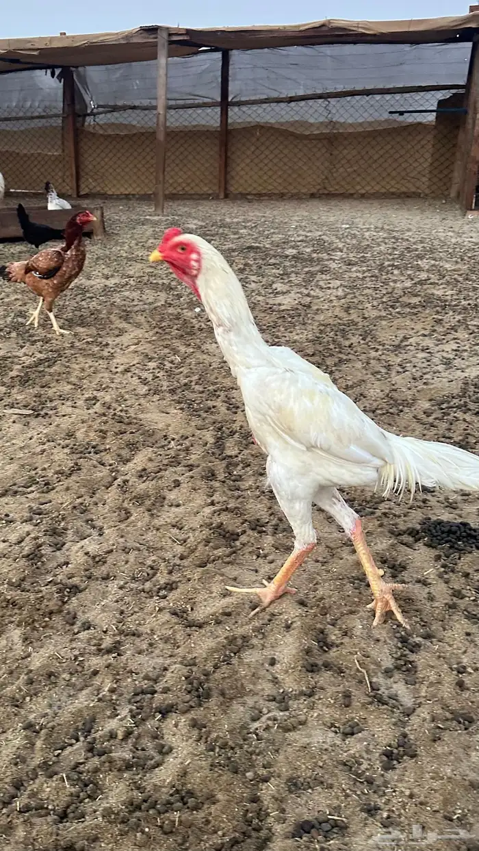 دجاج باكستاني 3 اناث 2 ذكور 5