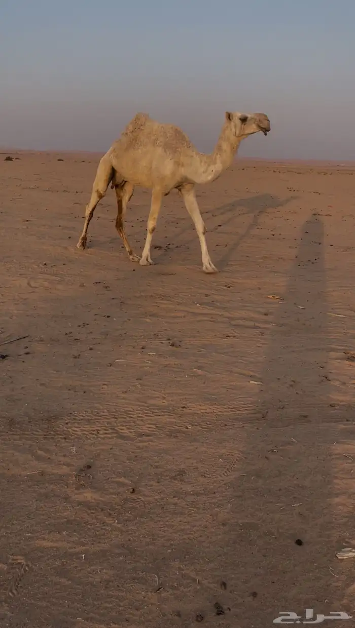 عشرا للبيع 0