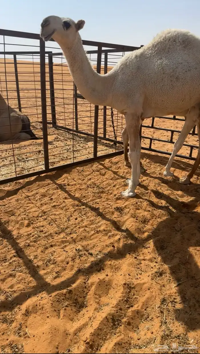 قعود رماني 0