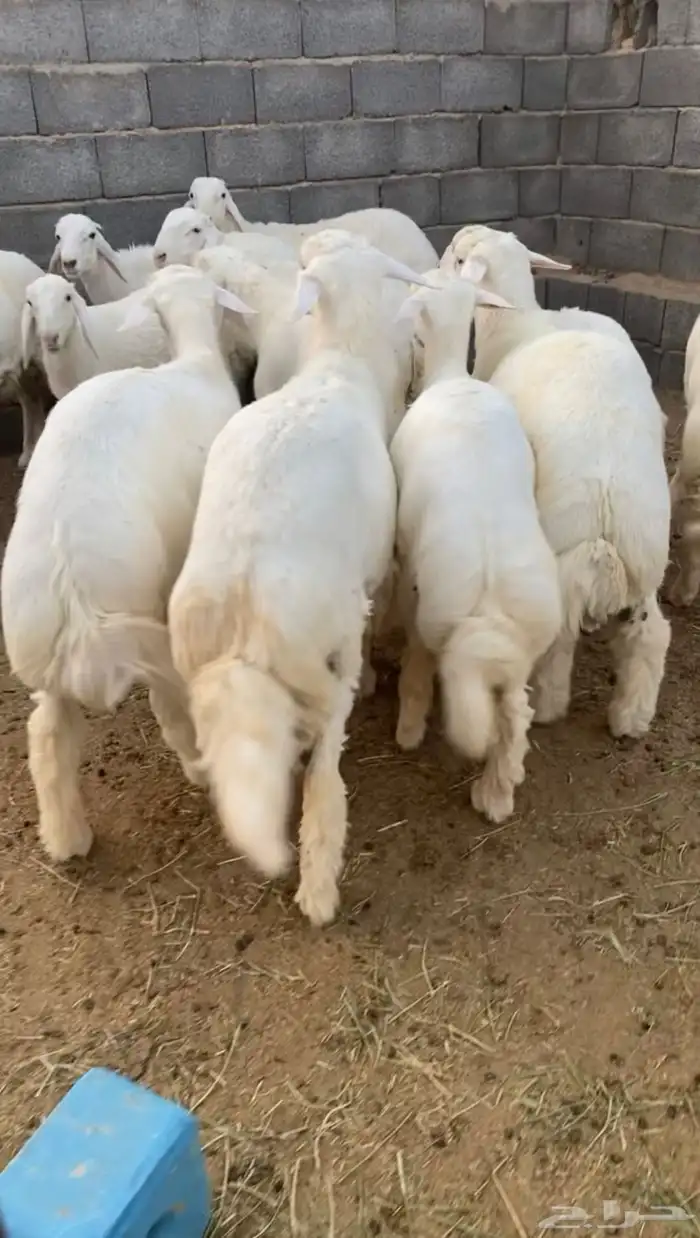 طليان حري ذبايح نظيفه بريه 6