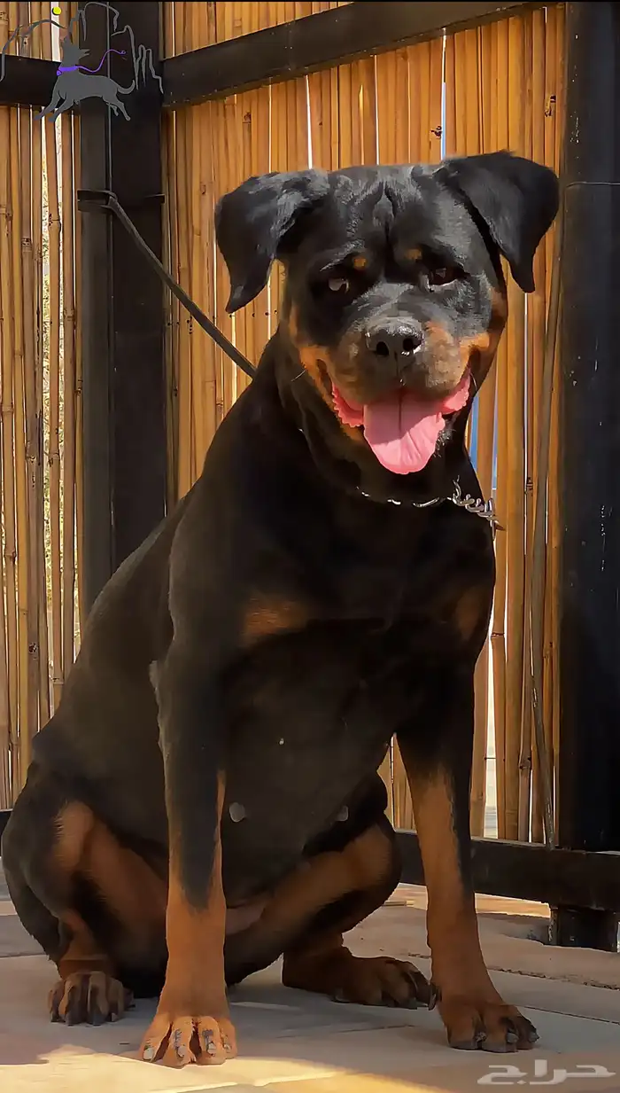 للبيع انثى روت للبيع مستوى عالي 0