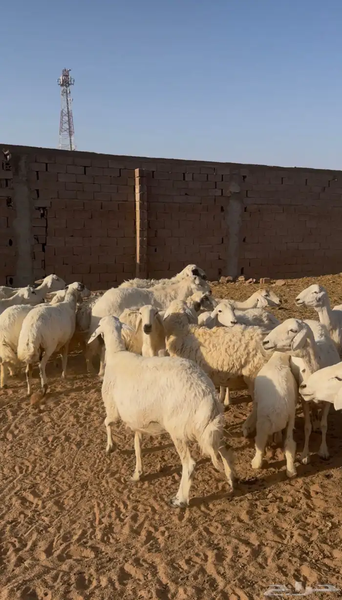 حريات دفع ومضاريع 2