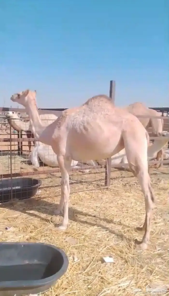 بكره للبيع 3