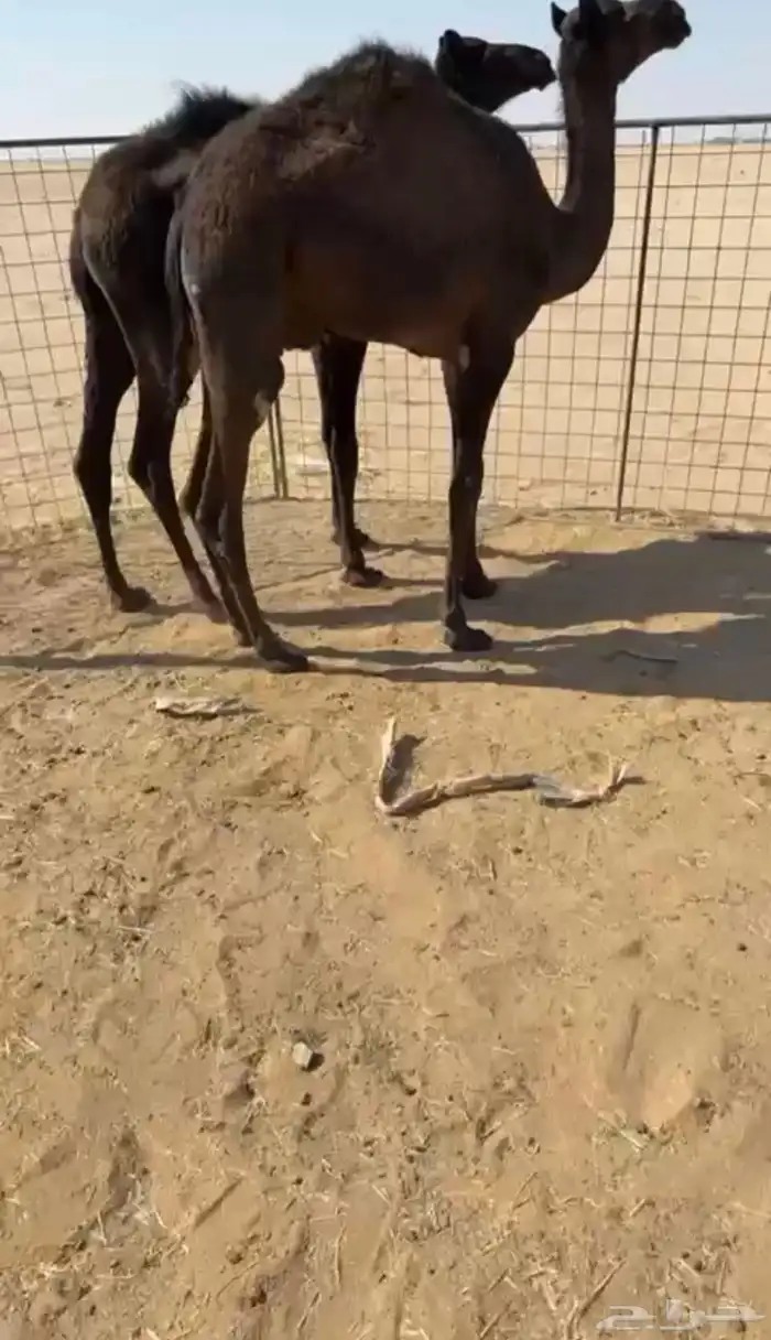 حشو شحم طيبات 0