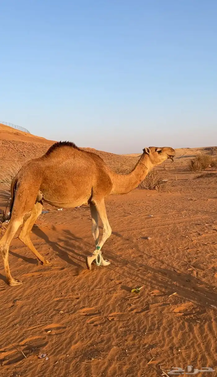 خلفه بكره حمرا للبيع طيبه 0