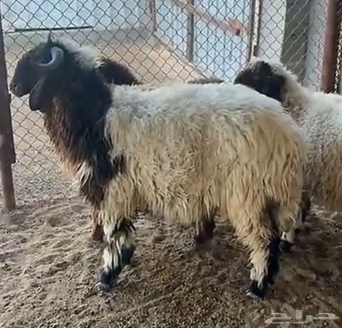 ذبايح البيع 0