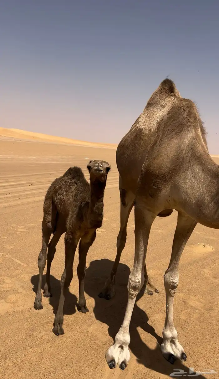 خلفة عليها قعود 3