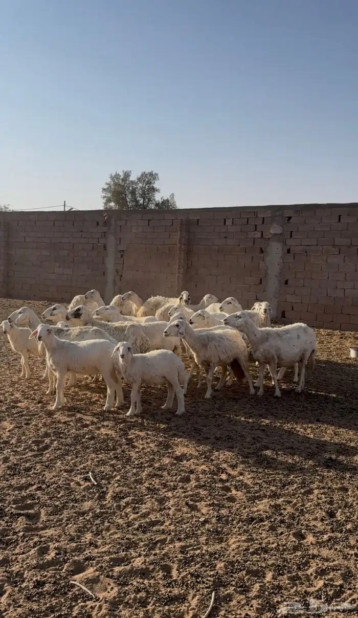 حريات دفع ومضاريع 3