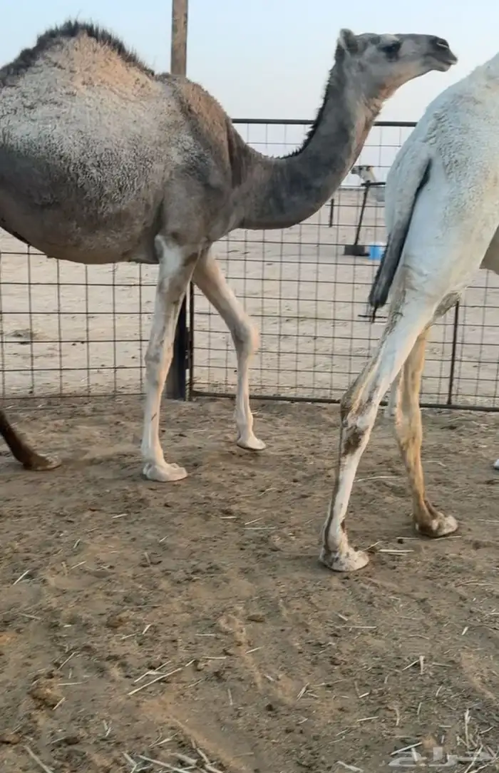 حشو قصب بكار حقايق 4