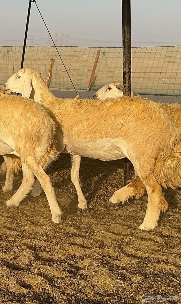 رخال حرية حرش درجة اولى 0