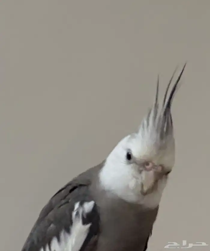 كروان ضاع يوم الخميس في عودة المكافأة 250ريال 1