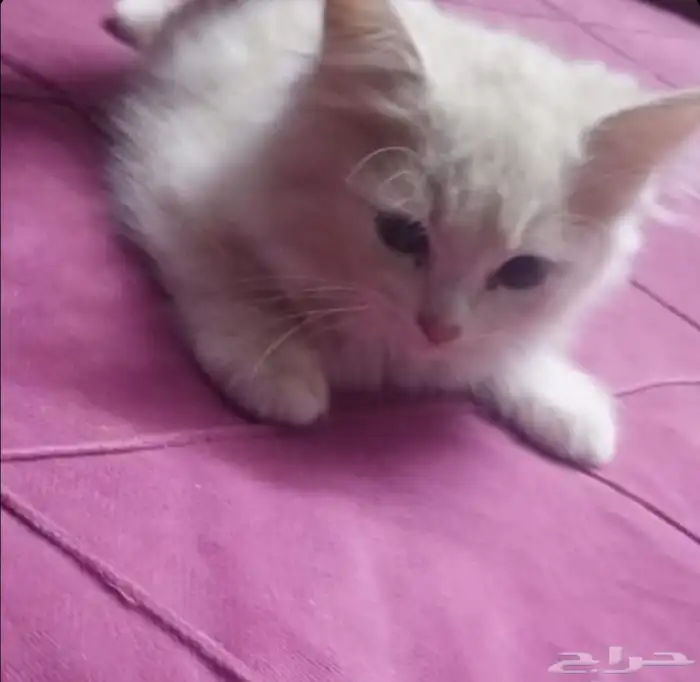 قطط بلاش صامل يتواصل ع رقم بنص شيرازي أمريكي في اربع شهور 2