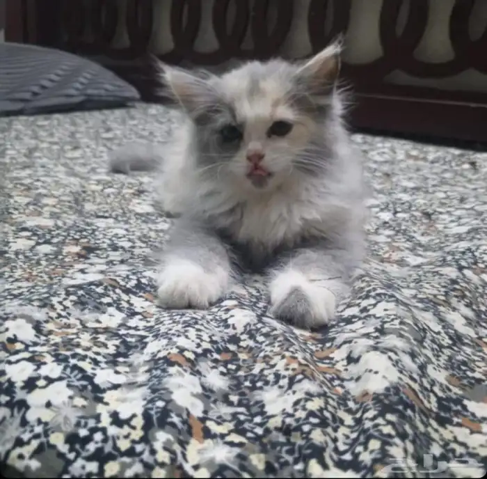 قطط بلاش صامل يتواصل ع رقم بنص شيرازي أمريكي في اربع شهور 0