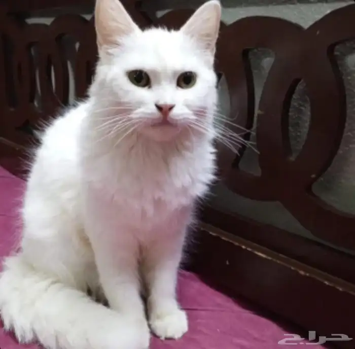 قطط بلاش صامل يتواصل ع رقم بنص شيرازي أمريكي في اربع شهور 3