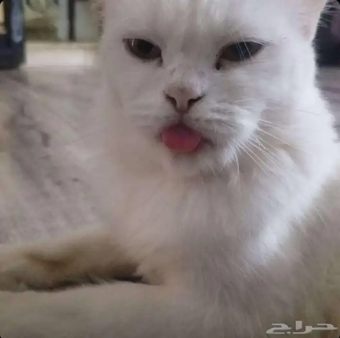 قطط بلاش صامل يتواصل ع رقم بنص شيرازي أمريكي في اربع شهور 4