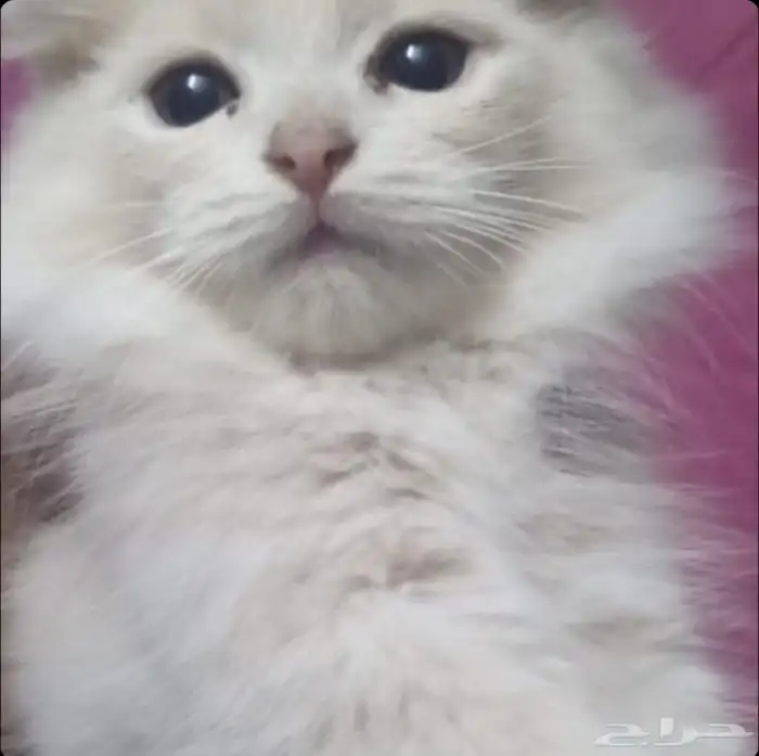 قطط بلاش صامل يتواصل ع رقم بنص شيرازي أمريكي في اربع شهور 1