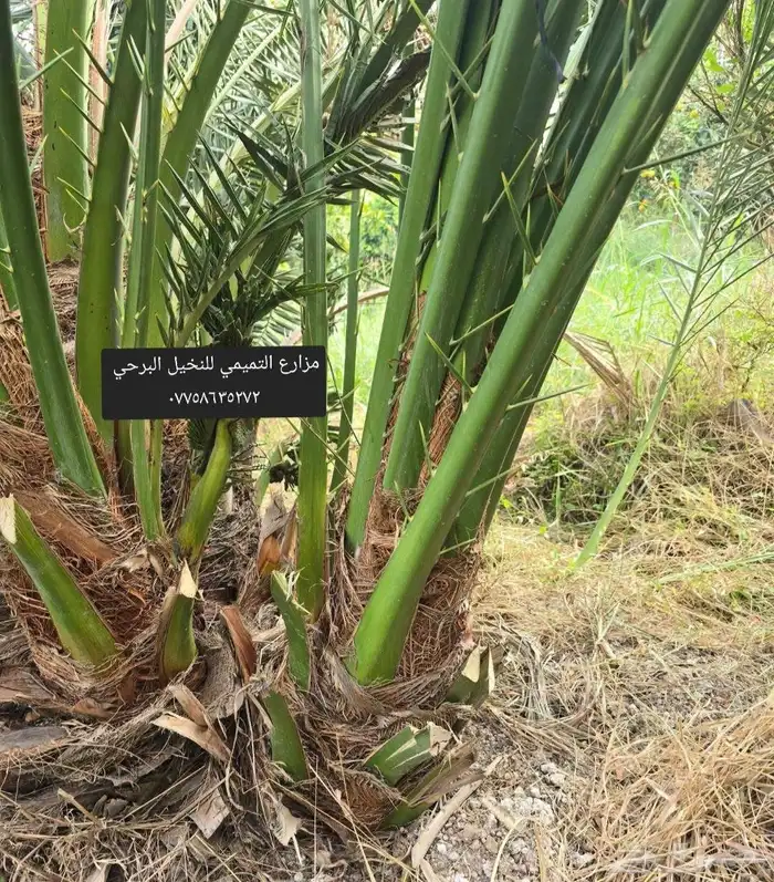 توريد جميع أنواع النخيل لجميع أنحاء المملكه 2