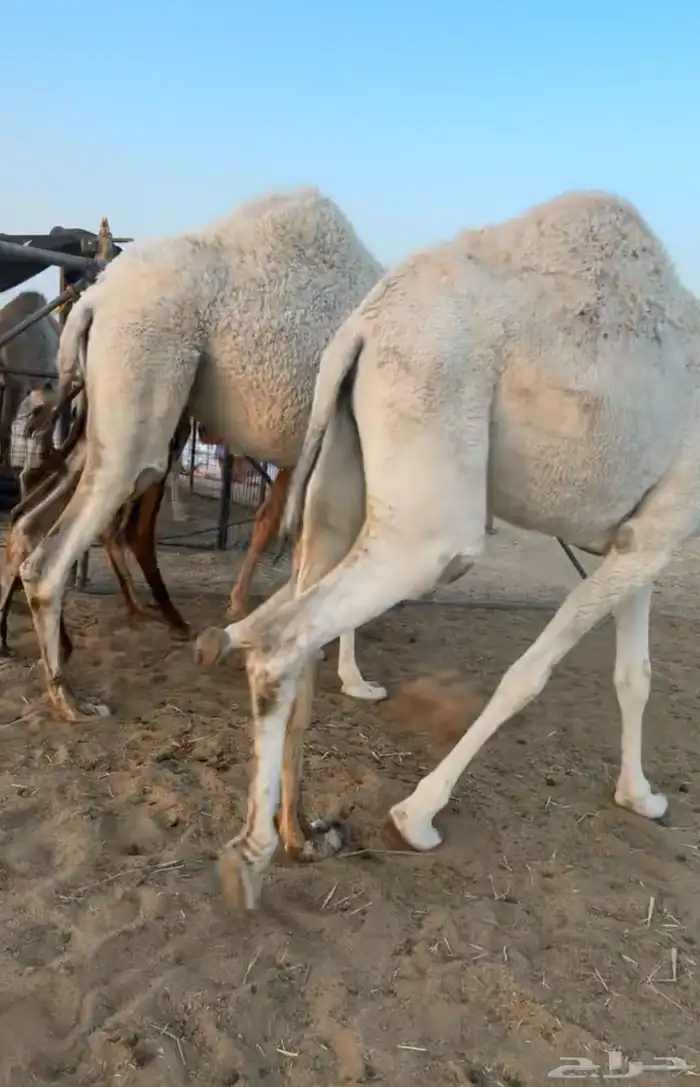 حشو قصب بكار حقايق 3