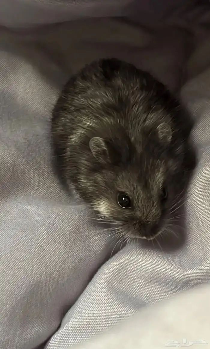 هامستر روسي للبيع 1