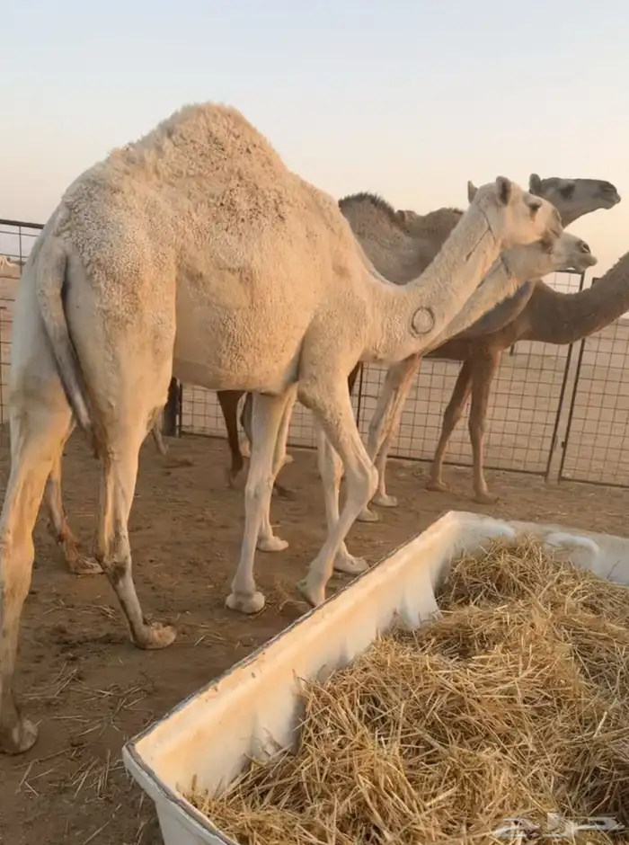 حشو قصب بكار حقايق 7