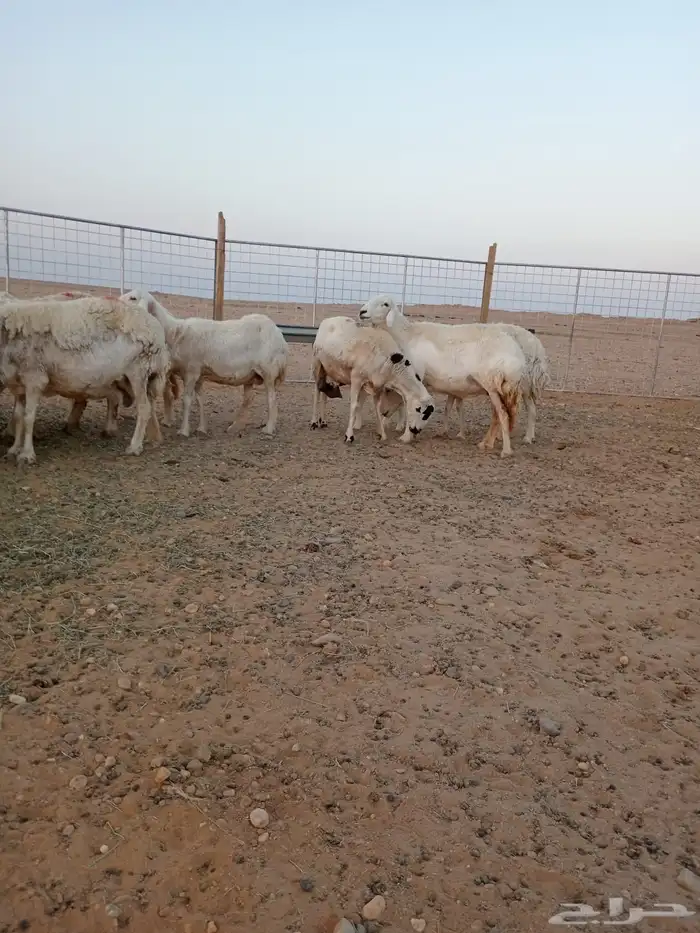 غنم حريات طيبات 2