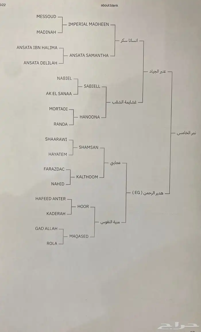 بيع سمح حصان فاخر فحل مربط مصري بيور 9