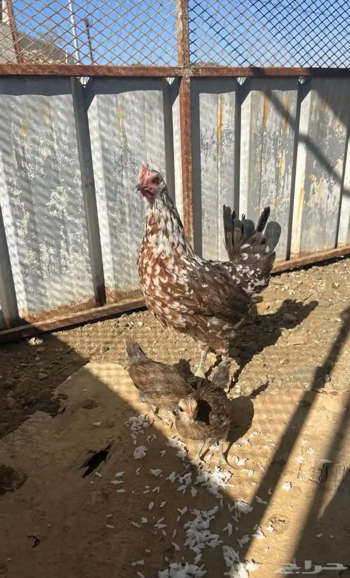 دجاجه عربي ماكنتوش مفرخه و ديك 3