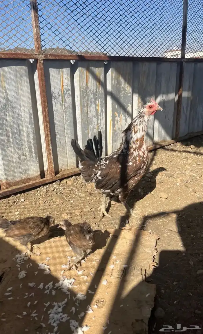 دجاجه عربي ماكنتوش مفرخه و ديك 2