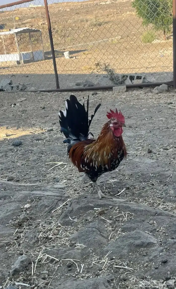 دجاجه عربي ماكنتوش مفرخه و ديك 5