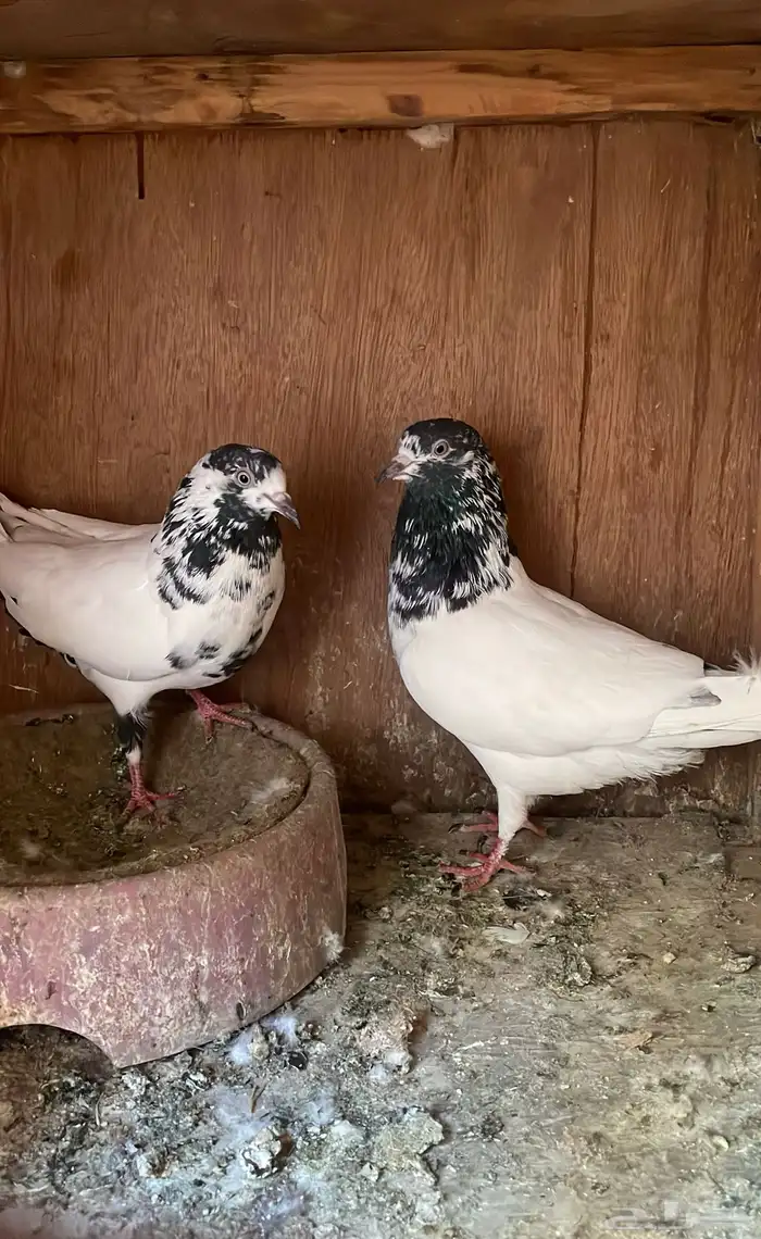 جوز بكستاني تيدي 1