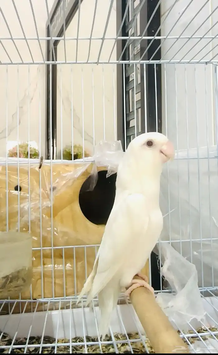 زوج روز البينو ( تم البيع ) 0