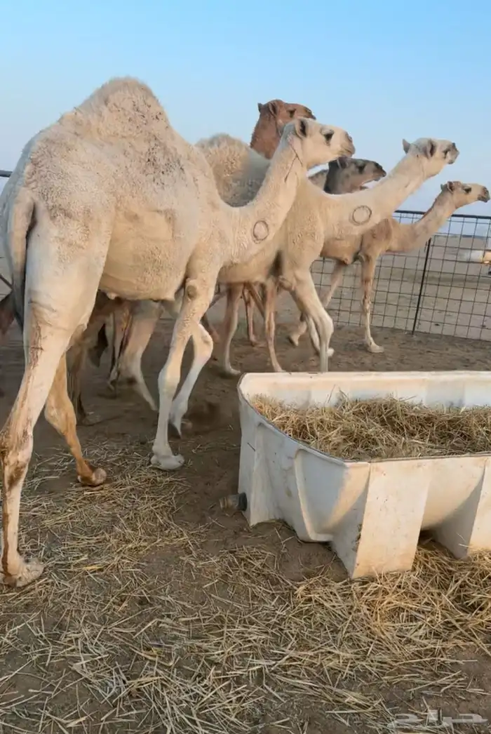 حشو قصب بكار حقايق 2