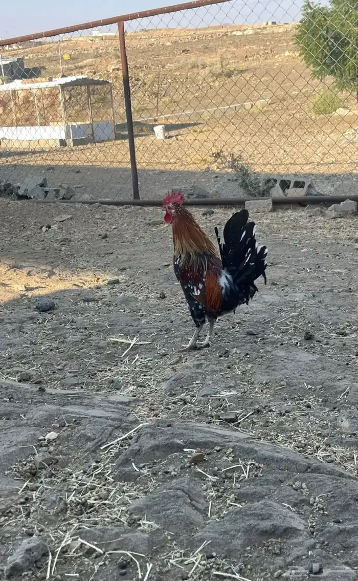 دجاجه عربي ماكنتوش مفرخه و ديك 4