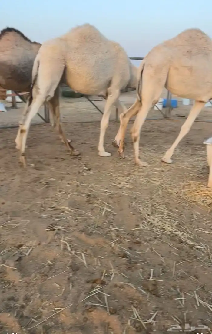 حشو قصب بكار حقايق 6