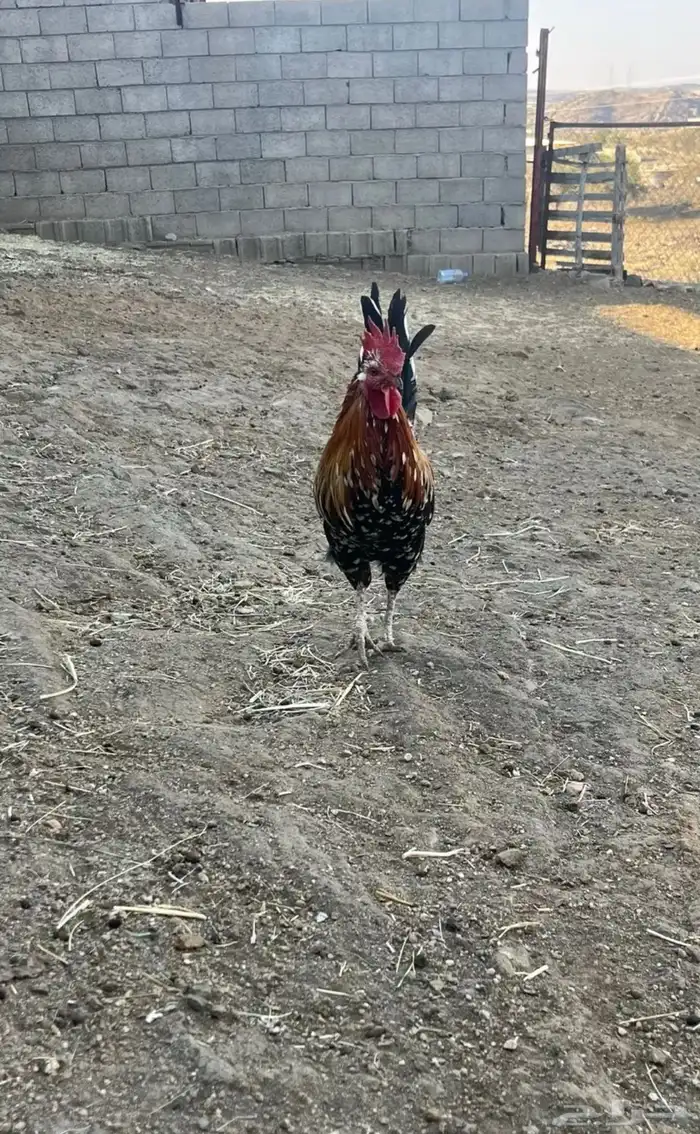 دجاجه عربي ماكنتوش مفرخه و ديك 6