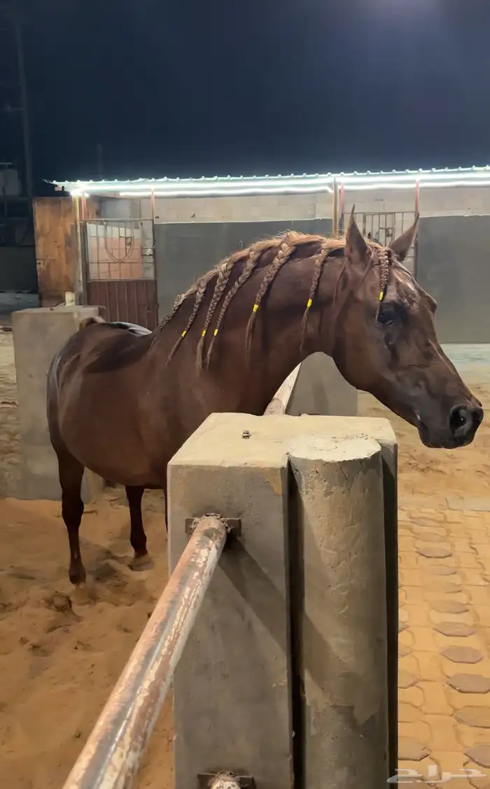 حصان عربي مصري للبيع 2