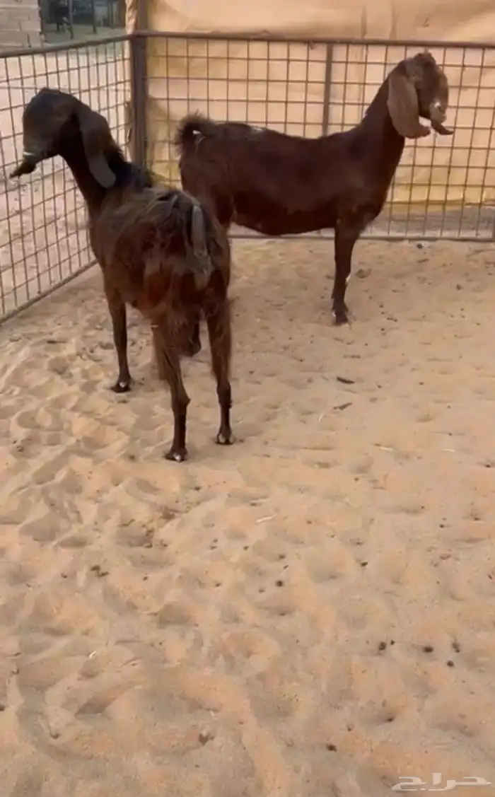 معزا شاميات دفيع 0