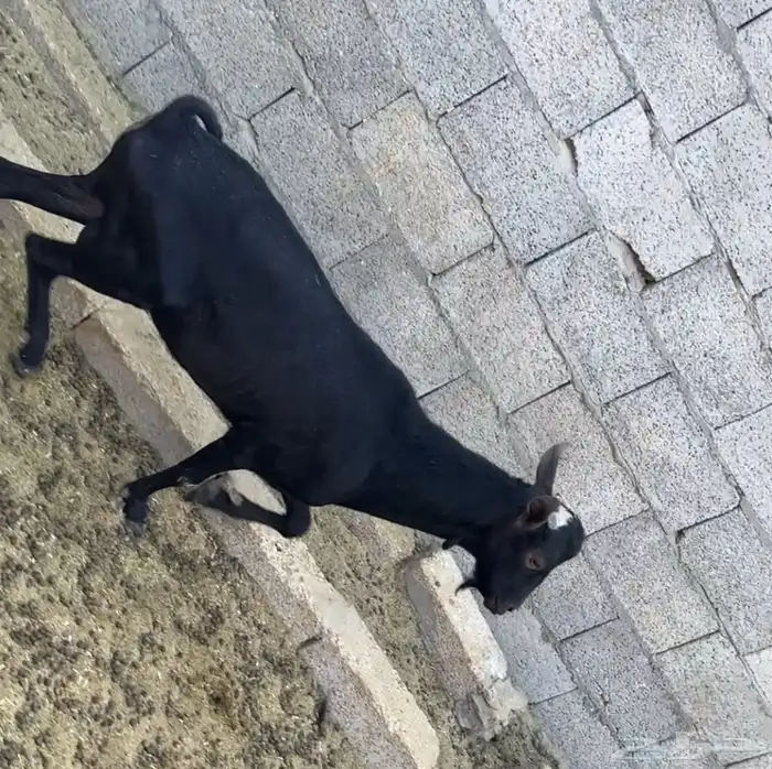 جنوب الرياض- الزويليات 2