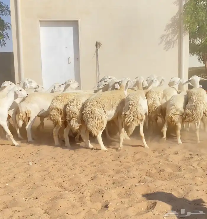 للبيع رخال حريات 0