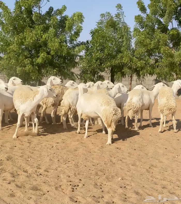 للبيع رخال حريات 2