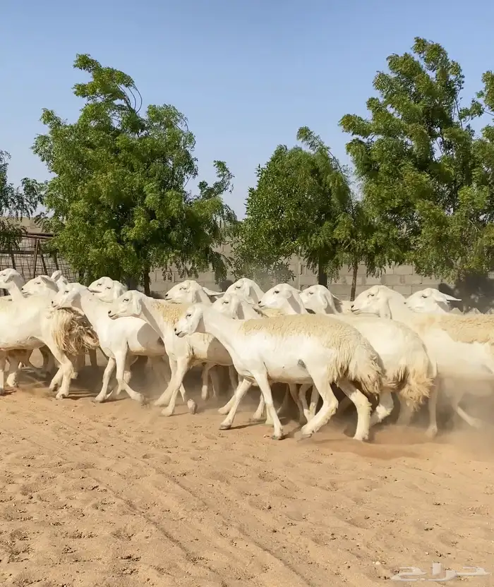 للبيع رخال حريات 4