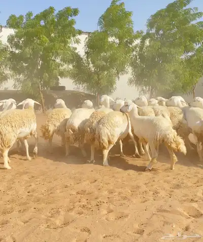 للبيع رخال حريات index