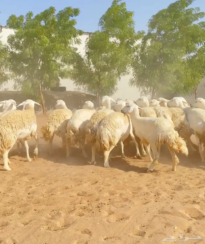 للبيع رخال حريات 5