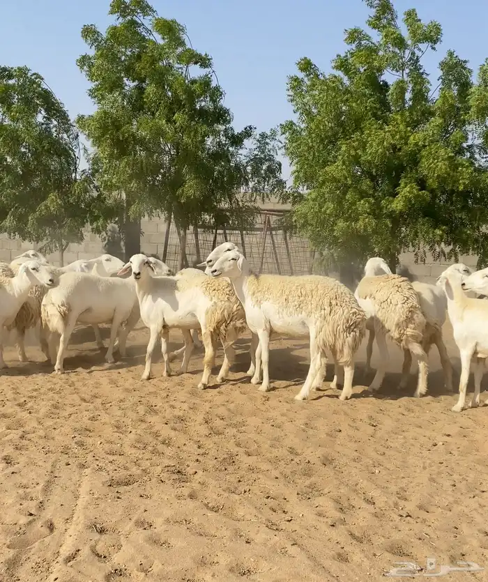 للبيع رخال حريات 6