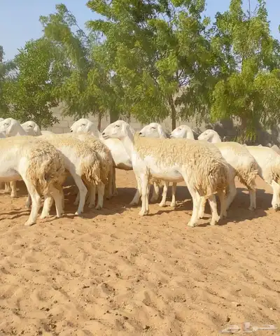 للبيع رخال حريات index