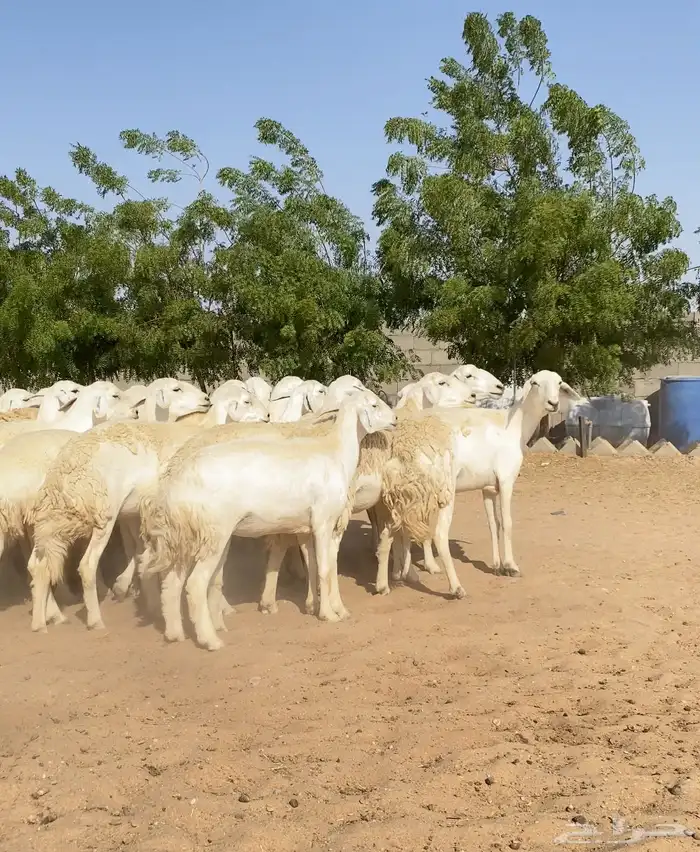 للبيع رخال حريات 3