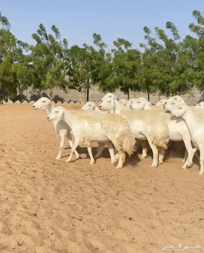 للبيع رخال حريات 7