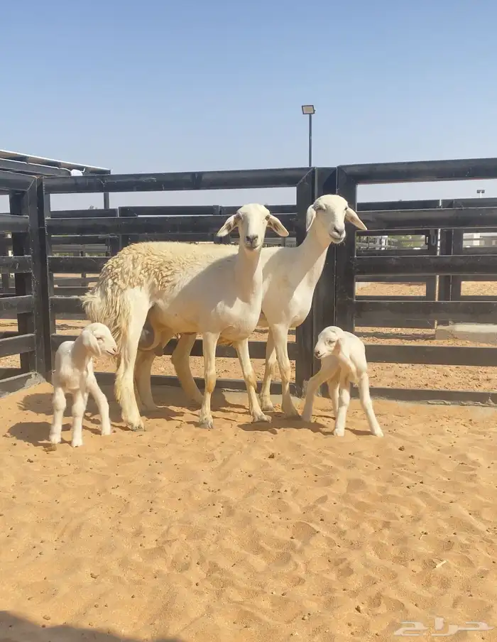 للبيع رخال حريات 9