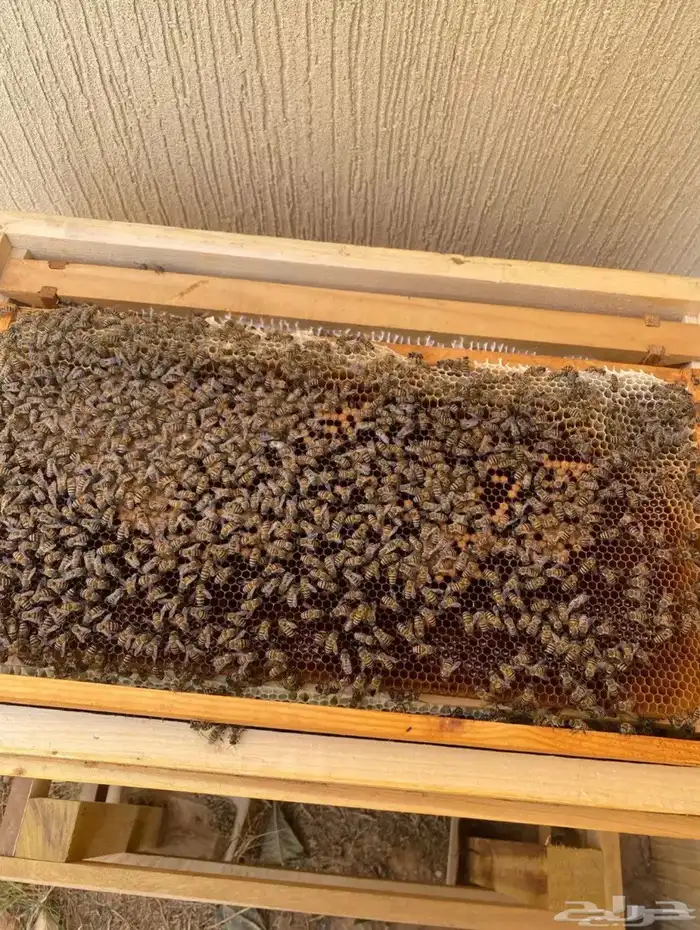 نحل للبيع بالحبه 2