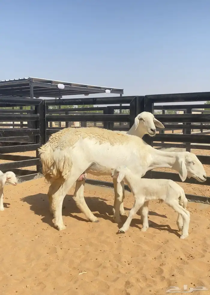 للبيع رخال حريات 10